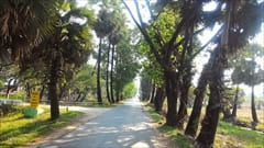 Dawei Wine Palm Fruit