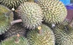 dorian、Mawlamyine Travel Information