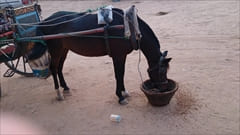 Bagan Hourse carrage Myanmar photo