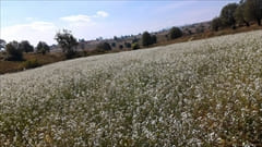 Kalaw Trekking Photo