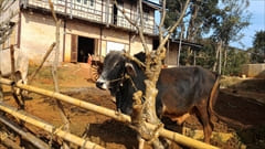 Kalaw Trekking Photo