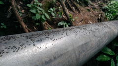 Namtok Pha Charoen National Park