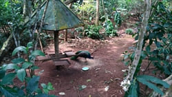 National Kandawgyi Gardens photo pyin oo lwin