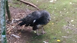 National Kandawgyi Gardens photo pyin oo lwin