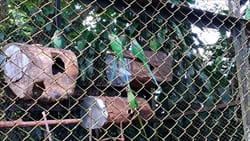 National Kandawgyi Gardens photo pyin oo lwin