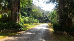 National Kandawgyi Gardens photo