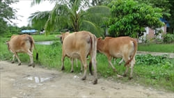  Ngwe Saung City Photo