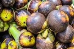 Dawei Wine Palm Fruit