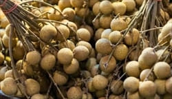 rongan、Mawlamyine travel Information