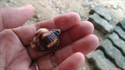 Thazin Beach Resort Hotel Ngwe Saung Beach photo