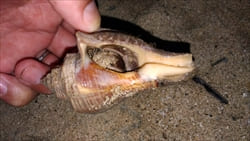 Thazin Beach Resort Hotel Ngwe Saung Beach photo