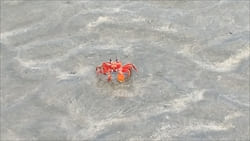 Ngwe Saung Beach Thazin Beach Photo